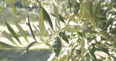 zeytin dalı ağaca yakın çekim