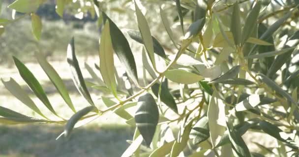 Close Olive Branch Tree — Stock Video