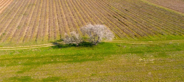 Kersenbloesem Lente Luchtfoto Uitzicht Door Drone — Stockfoto