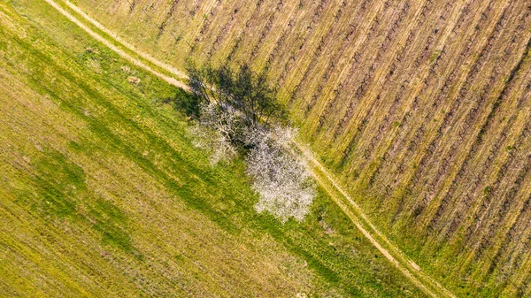 Κεράσι Ανθίσει Στην Άνοιξη Εναέρια Προβολή Από Drone — Φωτογραφία Αρχείου