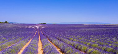 lavanta tarlası, Provence Fransa'da