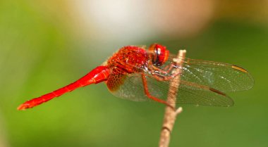 güzel kırmızı yusufçuk ve yeşil arka plan