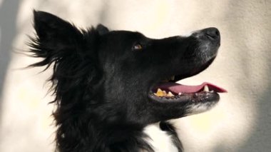 Genç sınır çoban köpeği portresi