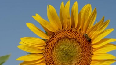 Mavi arka planda arı olan ayçiçeğinin yakın plan görüntüleri.