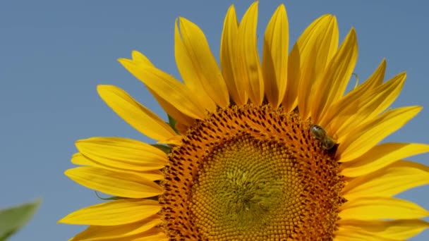 Close Beelden Van Zonnebloem Met Bij Blauwe Hemel Achtergrond — Stockvideo