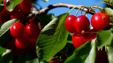 Kiraz ağacı, meyve ve yaprak dalı