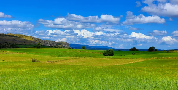 Красивий Краєвид Зелена Трава Блакитне Небо — стокове фото