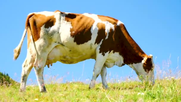 Cow Eating Grass Flowers Meadow Sunny Day — Stock Video