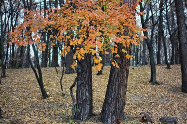 Kırmızı ve sarı sonbahar yaprakları