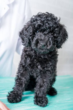 Veteriner veteriner kliniğinde küçük köpek incelenmesi.