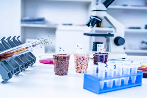 Livsmedelslaboratoriet Livsmedel Laboratorium Dna Modifiera Gmo Genetiskt Modifierade Livsmedel Labb — Stockfoto