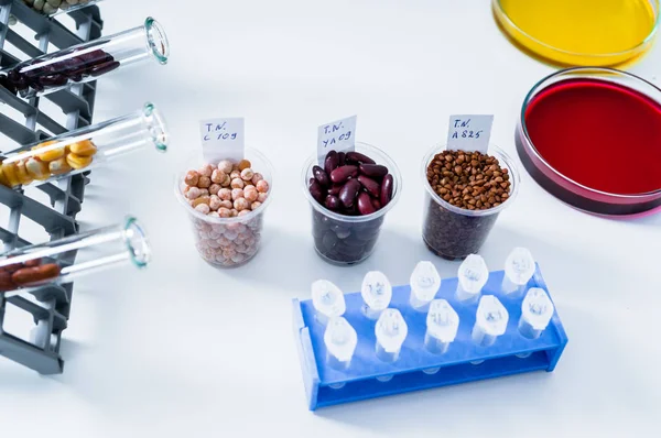 Alimentos Laboratorio Adn Modificar Gmo Alimentos Genéticamente Modificados Laboratorio —  Fotos de Stock