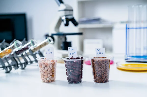 Livsmedelslaboratoriet. Livsmedel i laboratorium, dna modifiera GMO Genetiskt modifierade livsmedel i labb . — Stockfoto