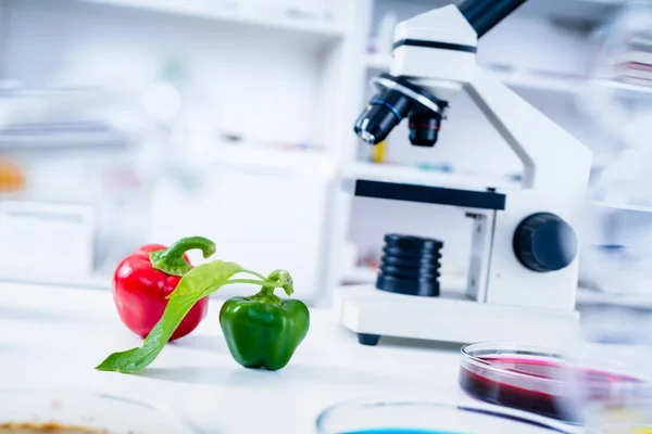 Laboratorio Químico de la Alimentación. Alimentos en laboratorio, ADN modificar .GMO Alimentos genéticamente modificados en laboratorio . —  Fotos de Stock