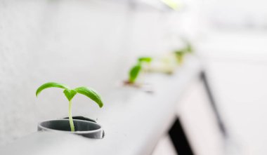 Suda bitki yetiştirme yöntemi. Sebzeler suda bitki yetiştirme çiftliği