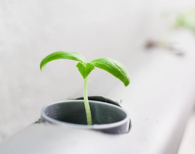 Suda bitki yetiştirme yöntemi. Sebzeler suda bitki yetiştirme çiftliği