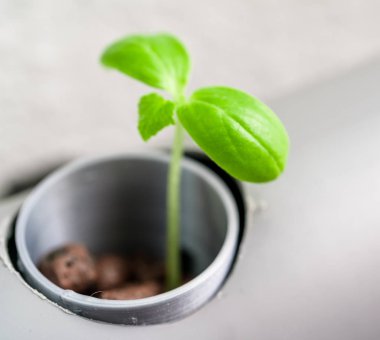 Suda bitki yetiştirme yöntemi. Sebzeler suda bitki yetiştirme çiftliği