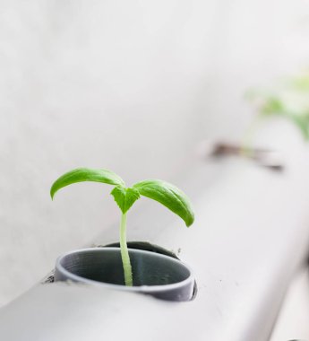 Suda bitki yetiştirme yöntemi. Sebzeler suda bitki yetiştirme çiftliği