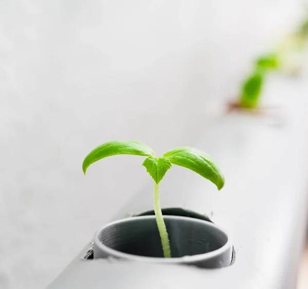 植物を育てる水耕栽培法。野菜水耕栽培農場 — ストック写真