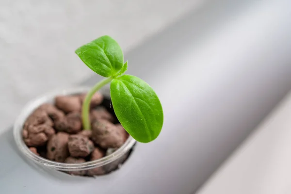 植物生长的水培方法。蔬菜水培农场 — 图库照片