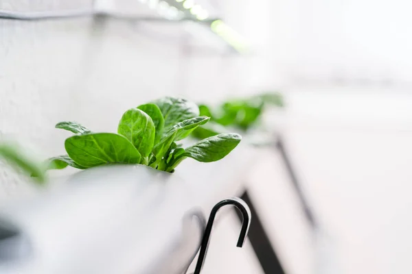 Hydroponika Metoda uprawy roślin. Gospodarstwo hydroponics warzyw — Zdjęcie stockowe