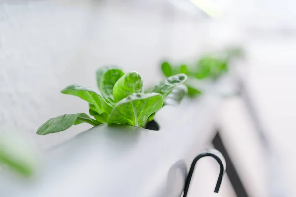 植物を育てる水耕栽培法。野菜水耕栽培農場 — ストック写真