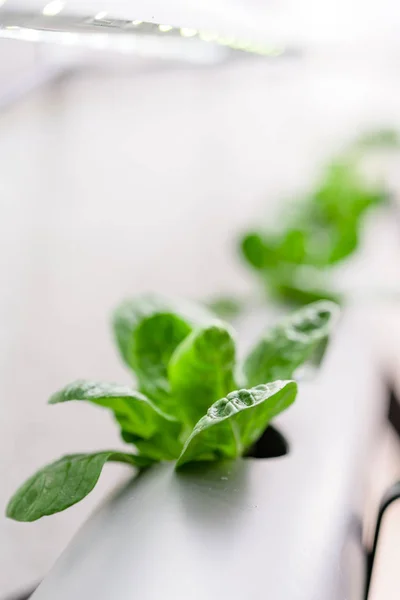 Metodo idroponico di coltivazione delle piante.Verdura fattoria idroponica — Foto Stock