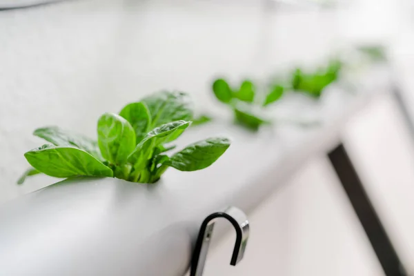 Grönsaker Hydroponics Gård Hydroodlingsmetod För Odlade Växter — Stockfoto