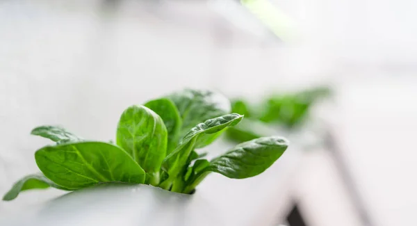 Hydroponik-Methode zum Anbau von Pflanzen.Gemüse Hydroponik-Farm — Stockfoto