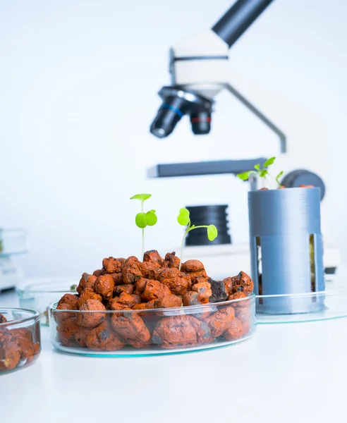 Modern Laboratory .Vegetables in hydroponics  tech picks. — Stock Photo, Image