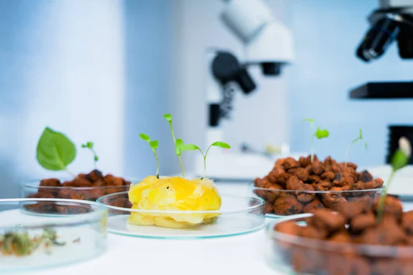 Modern Laboratory .Vegetables in hydroponics  tech picks.