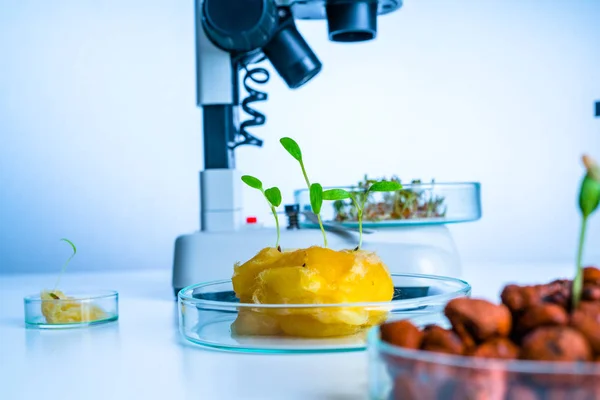 Laboratorio Moderno Vegetables Nelle Scelte Tecnologia Hydroponics — Foto Stock