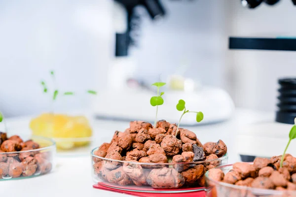 Modern Laboratory Vegetables Hydroponics Tech Picks — Stock Photo, Image