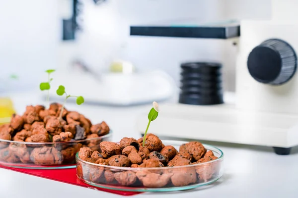 Modern Laboratory Vegetables Hydroponics Tech Picks — Stock Photo, Image