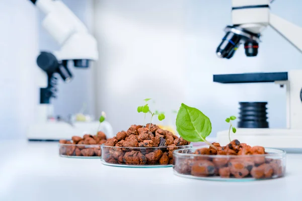 Modern Laboratory Vegetables Hydroponics Tech Picks — Stock Photo, Image