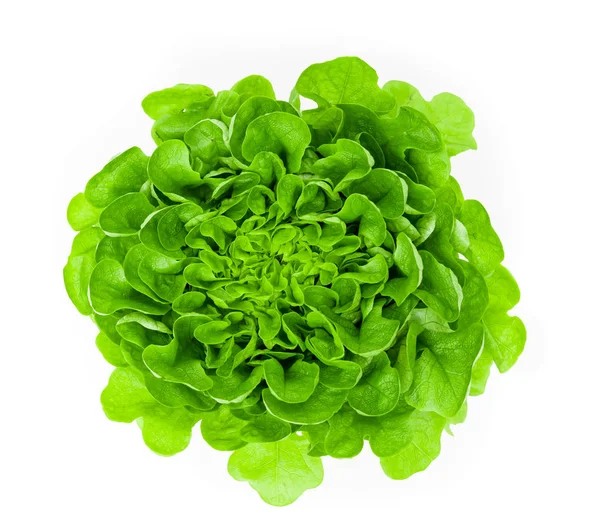 Nézd Zöld Friss Saláta — Stock Fotó