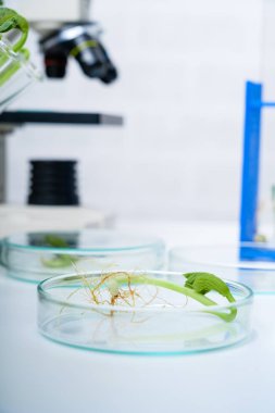 Bitki ıslahı yeni yöntemler keşfetmek ekoloji Laboratuvarı