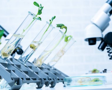 Bitki ıslahı yeni yöntemler keşfetmek ekoloji Laboratuvarı
