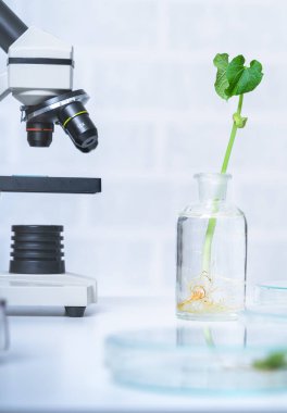 Bitki ıslahı yeni yöntemler keşfetmek ekoloji Laboratuvarı