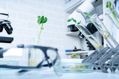 Bitki ıslahı yeni yöntemler keşfetmek ekoloji Laboratuvarı