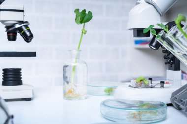 Bitki ıslahı yeni yöntemler keşfetmek ekoloji Laboratuvarı