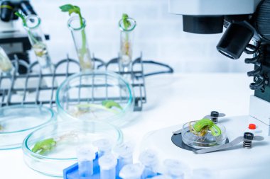 Bitki ıslahı yeni yöntemler keşfetmek ekoloji Laboratuvarı