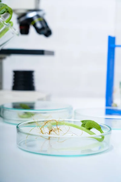 Laboratório de ecologia explorando novos métodos de melhoramento vegetal — Fotografia de Stock