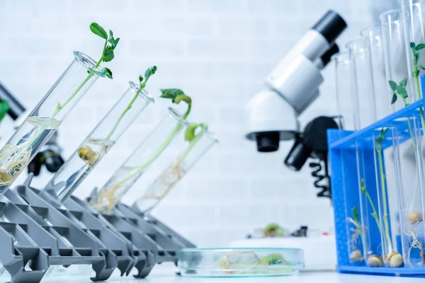 Laboratório de ecologia explorando novos métodos de melhoramento vegetal — Fotografia de Stock