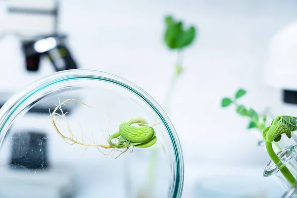 Laboratorio de Ecología explorando nuevos métodos de fitomejoramiento —  Fotos de Stock