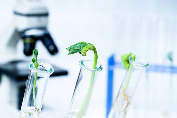 Genetically modified plant tested  .Ecology laboratory exploring new methods of plant breeding.