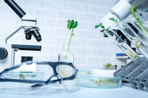 Bitki ıslahı yeni yöntemler keşfetmek ekoloji Laboratuvarı — Stok fotoğraf