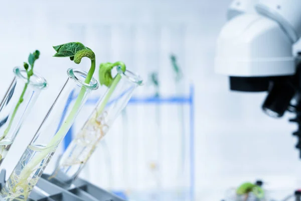 Ecologie laboratorium verkennen van nieuwe methoden van de plantenveredeling — Stockfoto