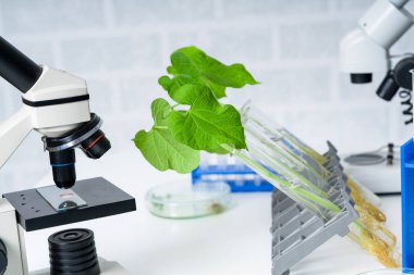 Genetik olarak modifiye edilmiş bitki test edildi. Ekoloji laboratuvarında yeni bitki yetiştirme yöntemleri araştırılıyor..