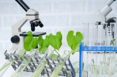 Genetik olarak modifiye edilmiş bitki test edildi. Ekoloji laboratuvarında yeni bitki yetiştirme yöntemleri araştırılıyor..